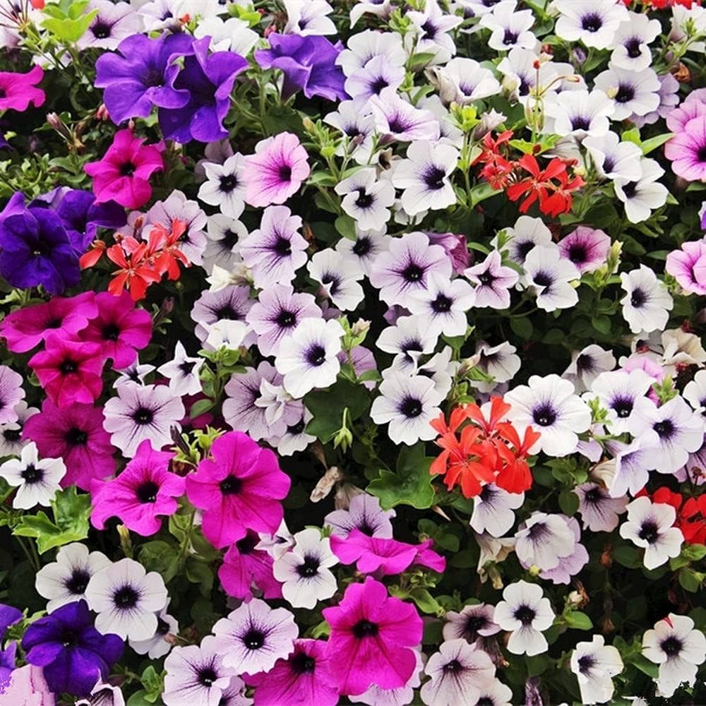 Rare Petunia Mixed Colors Organic Flower - for planting in home garden